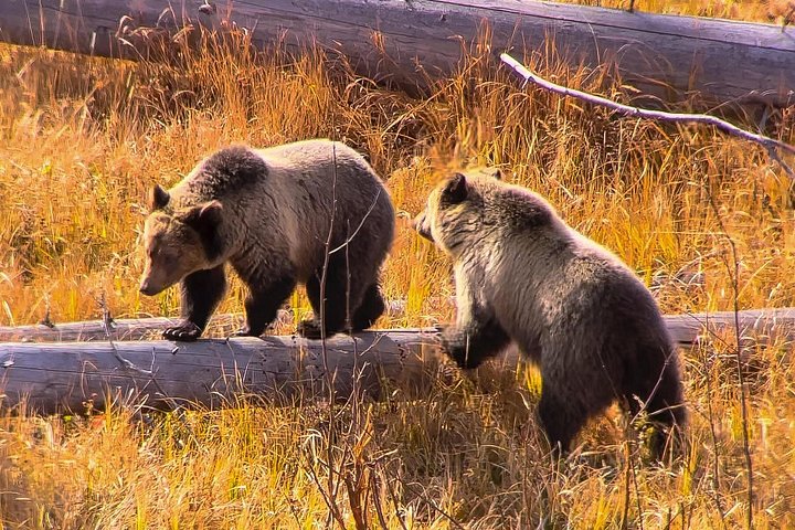 Private Yellowstone Wildlife Tour i den amerikanske Serengeti