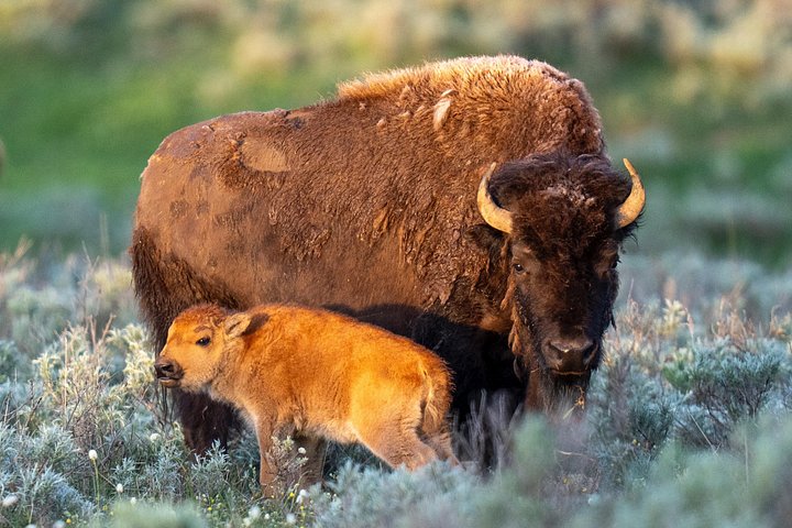 Private Yellowstone Wildlife Tour i den amerikanske Serengeti