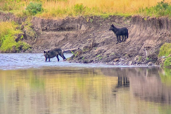 Private Yellowstone Wildlife Tour i den amerikanske Serengeti