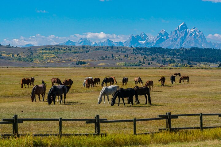 Visita guiada de 3 días a Yellowstone, Grand Teton y Jackson Hole