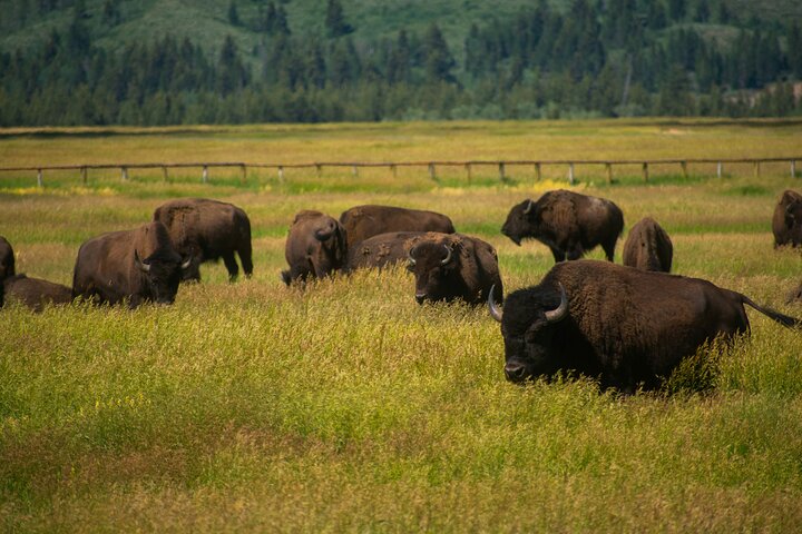 Visita guiada de 3 días a Yellowstone, Grand Teton y Jackson Hole