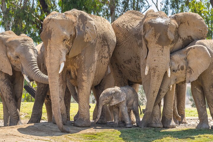 San Diego Zoo 1 - Pase de un día : Cualquier billete de un día