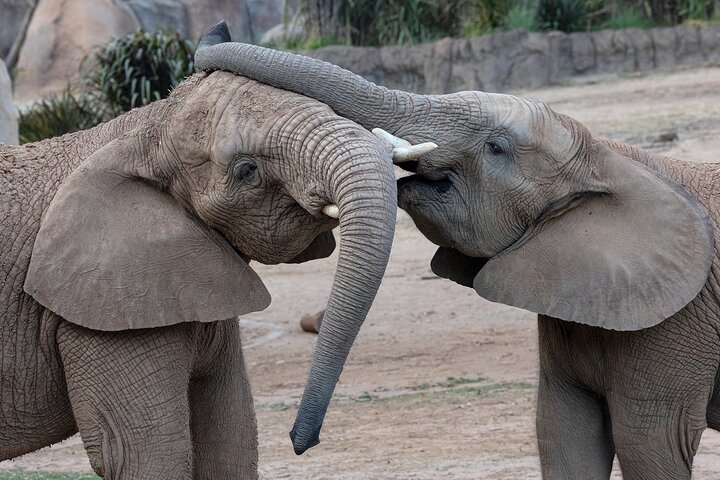 San Diego Zoo 1 - Pase de un día : Cualquier billete de un día