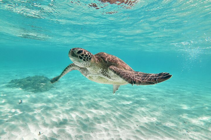 Miyakojima 《Chartered》》With drone photography|Clear SUP & Sea Turtle Snorkel Tour|No additional charge|Full refund guarantee|Free rental and photography