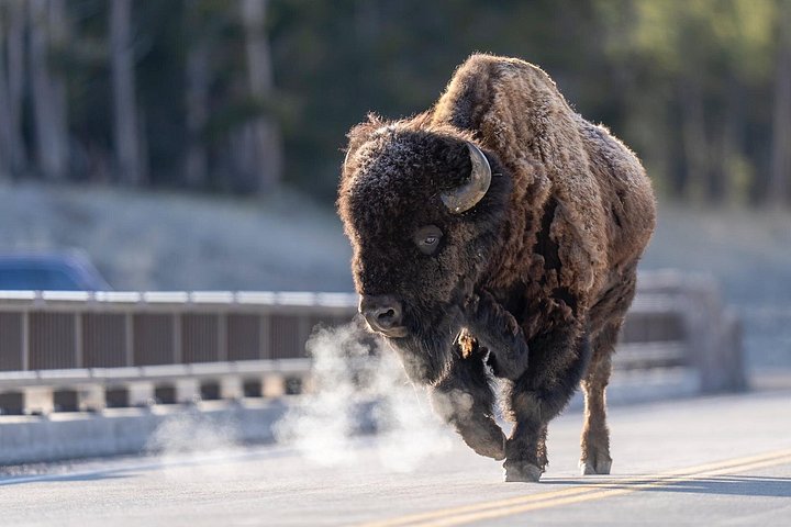 Private Yellowstone Wildlife Tour i den amerikanske Serengeti
