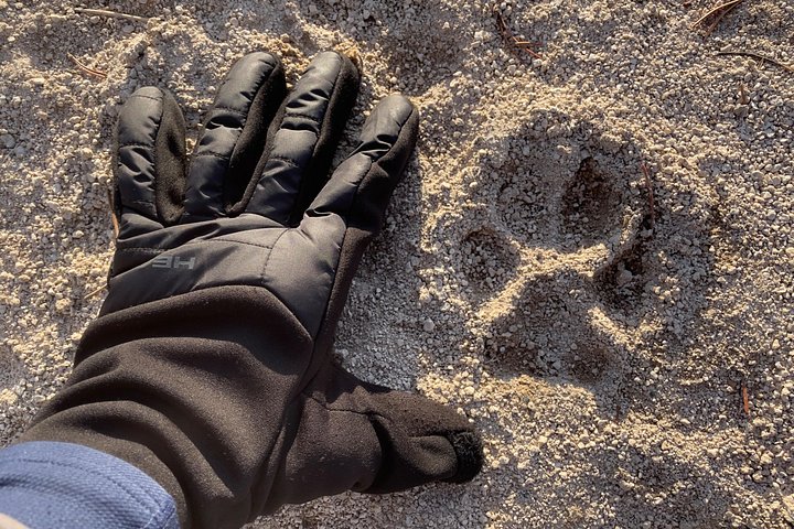 Private Yellowstone Wildlife Tour i den amerikanske Serengeti