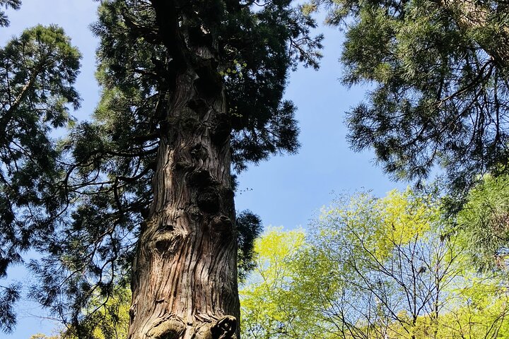 Randonnée de pèlerinage en montagne sacrée du mont Hiko et histoire de Yamabushi