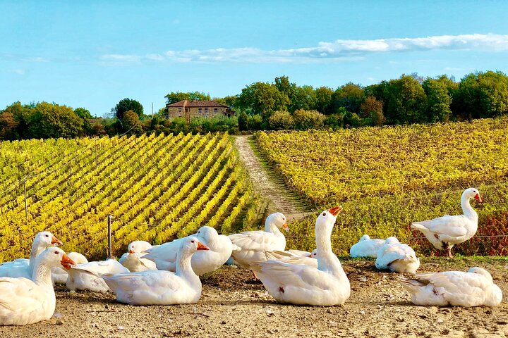 Visite et dégustation de vins biologiques avec vue sur les vignobles Chianti Classico