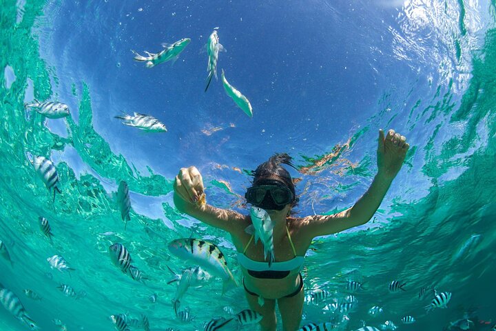 Nuota con le tartarughe e fai snorkeling a Marsa Mubarak Bay