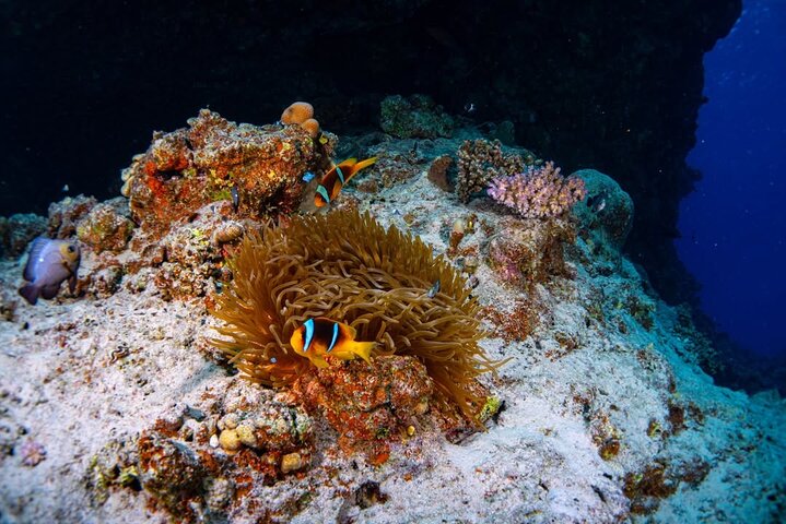 Nuota con le tartarughe e fai snorkeling a Marsa Mubarak Bay