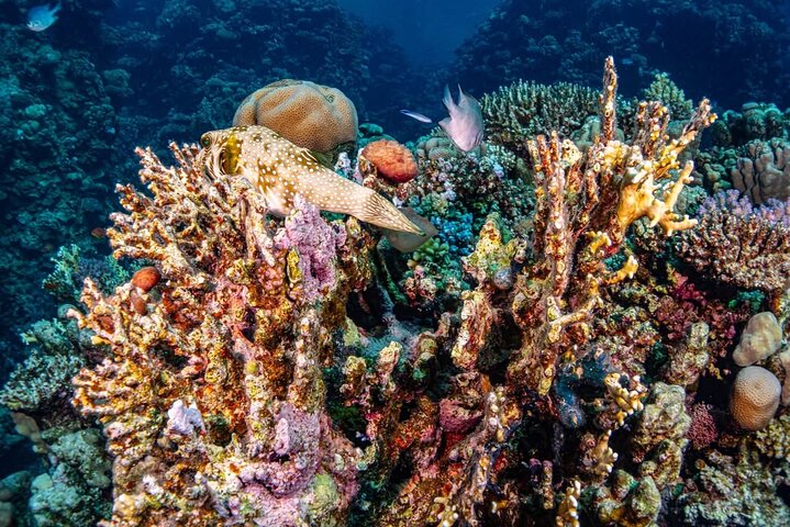 Nuota con le tartarughe e fai snorkeling a Marsa Mubarak Bay