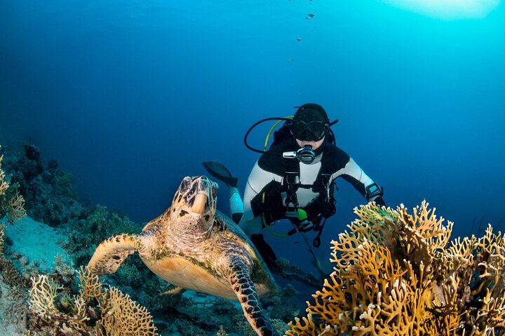 Nuota con le tartarughe e fai snorkeling a Marsa Mubarak Bay