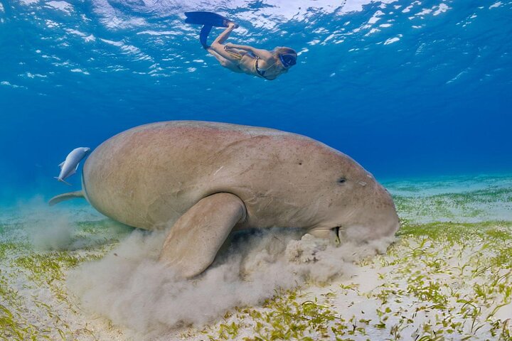 Nuota con le tartarughe e fai snorkeling a Marsa Mubarak Bay
