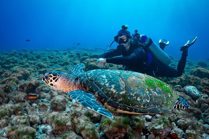 Nuota con le tartarughe e fai snorkeling a Marsa Mubarak Bay
