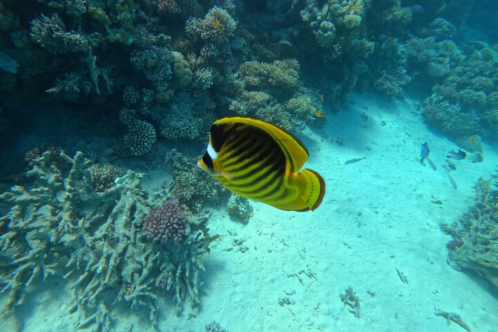 Nuota con le tartarughe e fai snorkeling a Marsa Mubarak Bay
