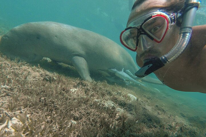 Nuota con le tartarughe e fai snorkeling a Marsa Mubarak Bay