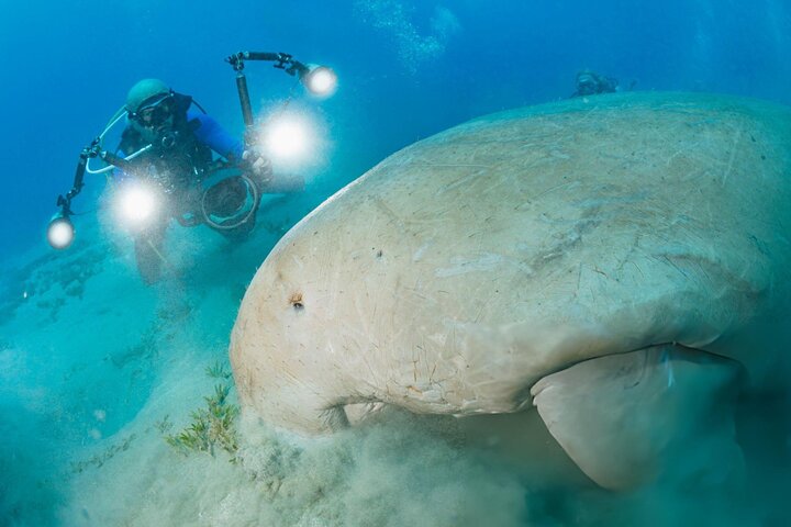 Nuota con le tartarughe e fai snorkeling a Marsa Mubarak Bay