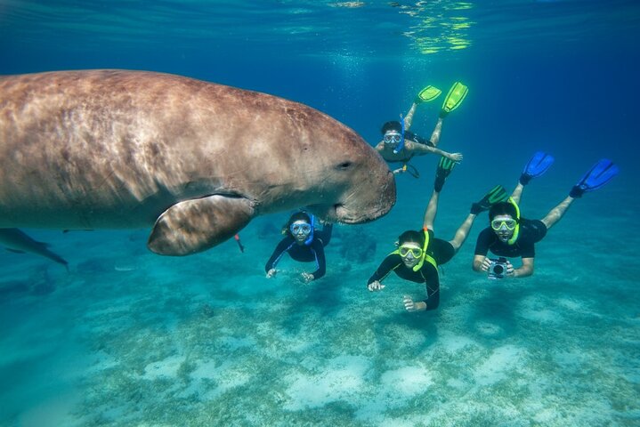 Nuota con le tartarughe e fai snorkeling a Marsa Mubarak Bay