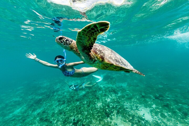 Nuota con le tartarughe e fai snorkeling a Marsa Mubarak Bay