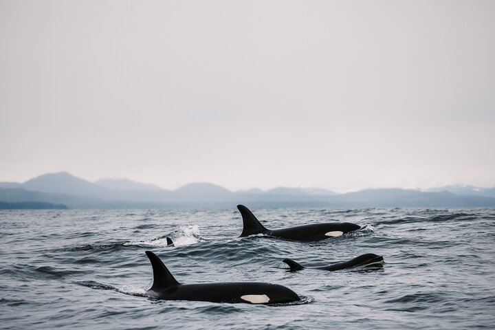 O melhor passeio local de observação de baleias e vida selvagem marinha de Sitka