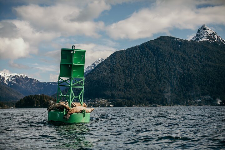 O melhor passeio local de observação de baleias e vida selvagem marinha de Sitka