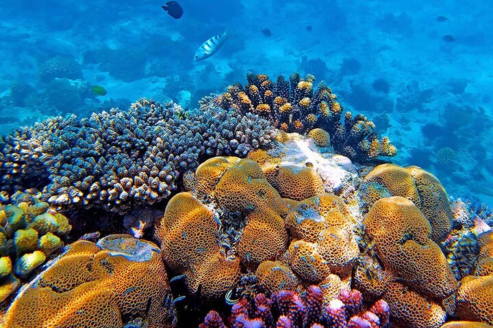 Pemba : 5 dagen pure gelukzaligheid op het verborgen groene paradijs van Zanzibar