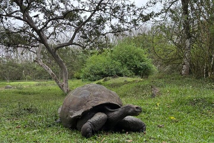 Visite des hauts plateaux de Santa Cruz avec des tunnels de tortue et de lave