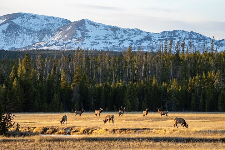 Private Yellowstone Wildlife Tour i den amerikanske Serengeti