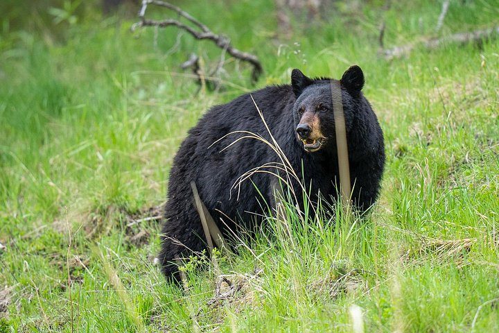 Private Yellowstone Wildlife Tour i den amerikanske Serengeti