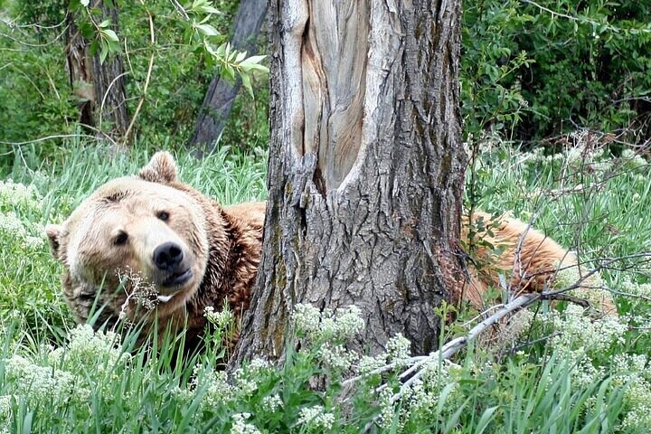 Yellowstone Grand Teton & Jackson Hole 5-dagars guidad tur