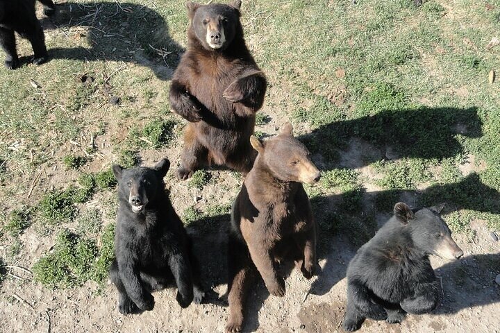 Yellowstone Grand Teton & Jackson Hole 5-dagars guidad tur