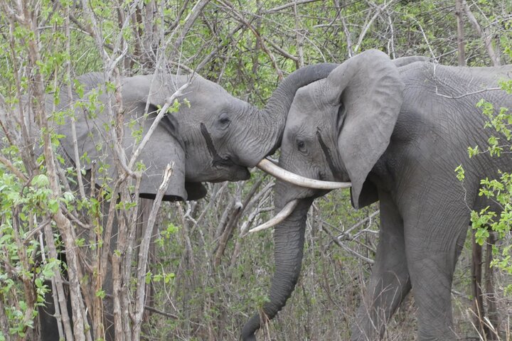 4 dias South Luangwa National Park Safari Adventure