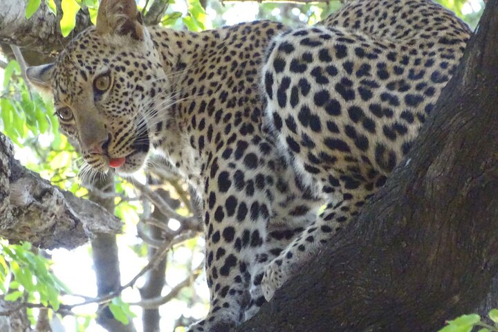 4 dias South Luangwa National Park Safari Adventure