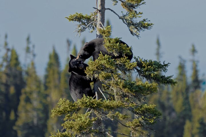 Whistler Morning avec les Bears Land Rover Visite panoramique