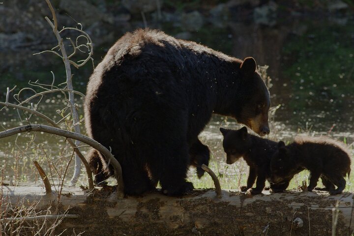 Whistler Morning avec les Bears Land Rover Visite panoramique