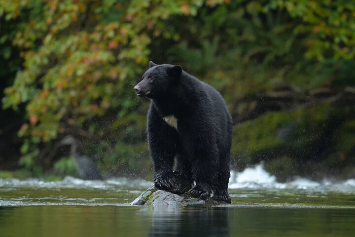 Whistler Morning avec les Bears Land Rover Visite panoramique