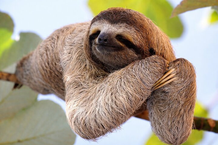 Sloth Watching & Wildlife, Coffee, Chocolate and Waterfall