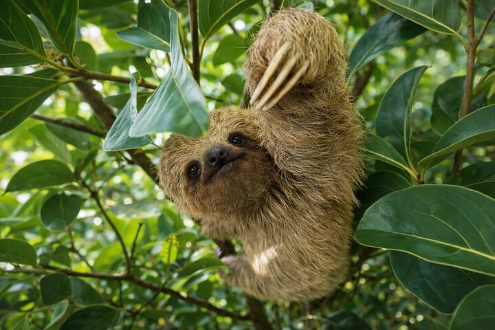 Sloth Watching & Wildlife, Coffee, Chocolate and Waterfall