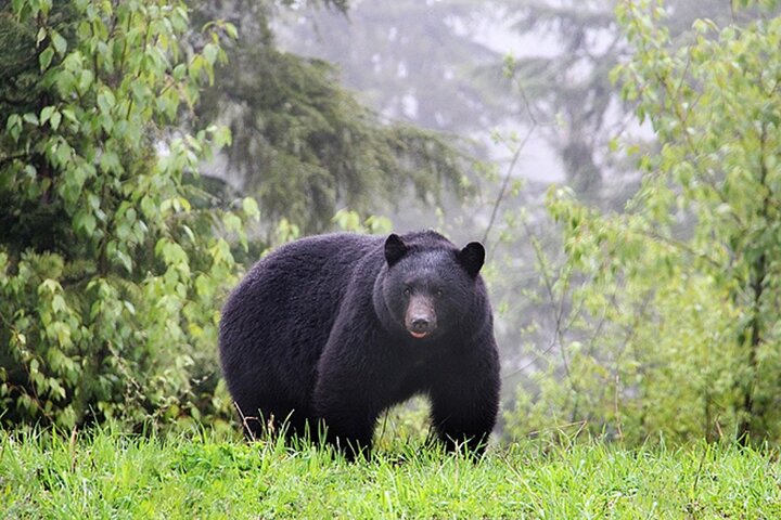 Whistler Morning avec les Bears Land Rover Visite panoramique