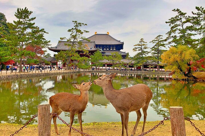 Nara Private Custom Tour|Heliga rådjur, tempel och tidlös natur