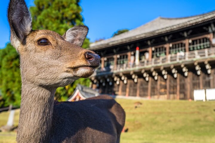 Nara Private Custom Tour|Heliga rådjur, tempel och tidlös natur