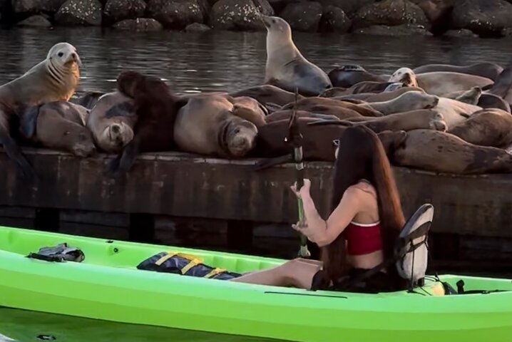Kajak med sjölejon i en lugn, vacker, Redondo Beach Harbor