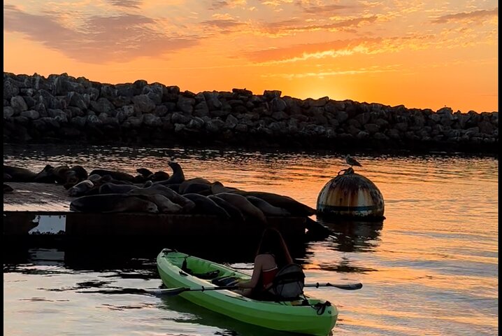 Kajak med sjölejon i en lugn, vacker, Redondo Beach Harbor