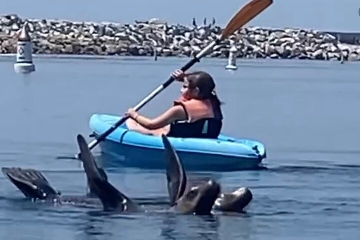 Kajak med sjölejon i en lugn, vacker, Redondo Beach Harbor