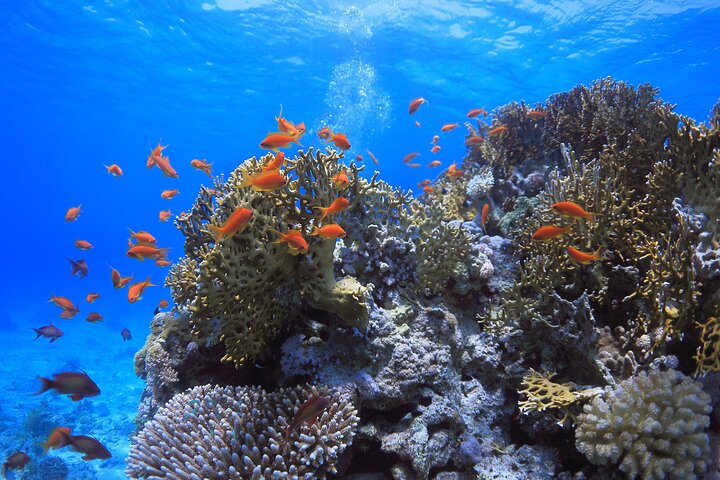 Sharm El Sheikh: Ras Mohammed & White Island Luxury Yacht Trip