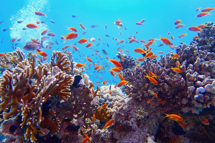 Sharm El Sheikh: Ras Mohammed & White Island Luxury Yacht Trip
