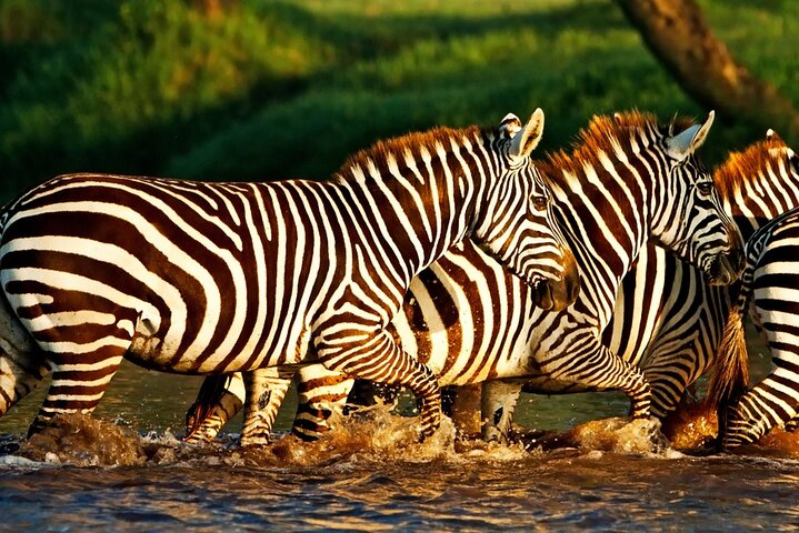 Excursion d'une demi-journée au parc national du lac Nakuru privé de Nakuru
