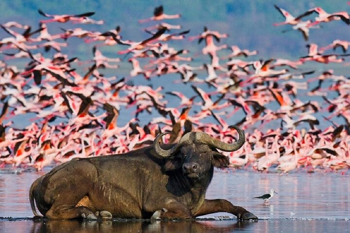 Excursion d'une demi-journée au parc national du lac Nakuru privé de Nakuru