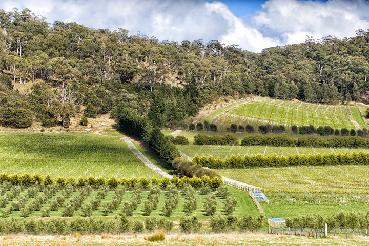 Billeder af Tasmanian Wonders Day Trip: Privat kysttur