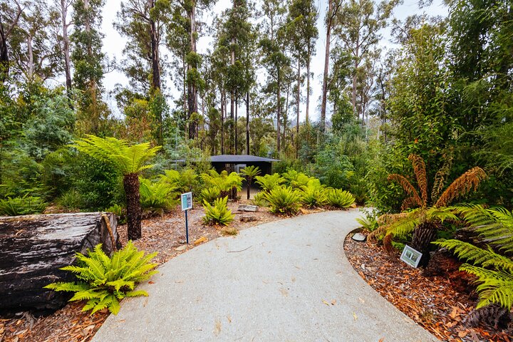 Billeder af Tasmanian Wonders Day Trip: Privat kysttur